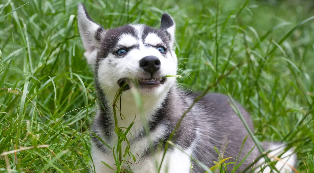 Husky Hund frisst Gras auf dem Rasen Husky Hund frisst Gras auf dem Rasen