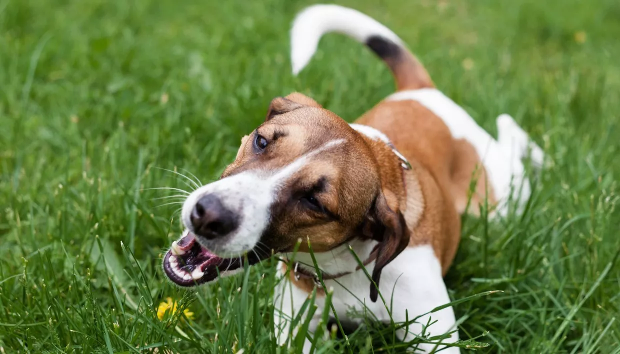 Jack Russel frisst Gras Jack Russel frisst Gras